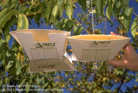 The 1CP trap (left) and 1C trap without spacers are used to monitor codling moth, <I>Cydia pomonella.</I> .