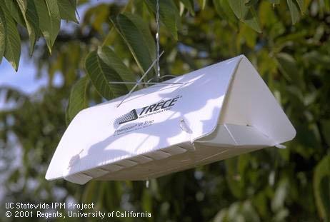 Delta traps may be used to monitor codling moth, <I>Cydia pomonella,</I> as well as other moth species. 