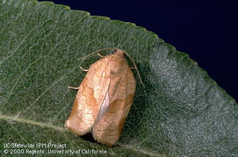 Adult obliquebanded leafroller.