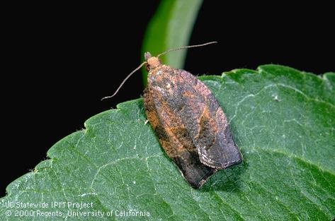 Adult obliquebanded leafroller.