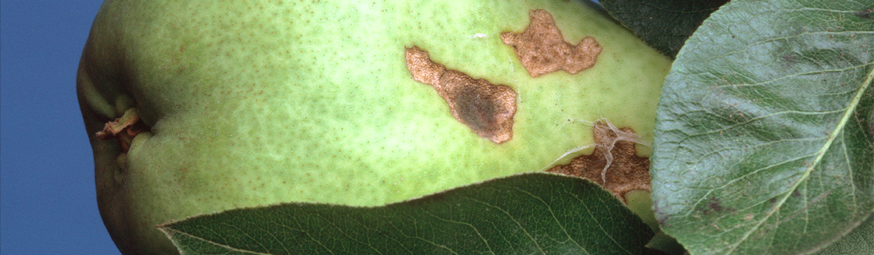 Crop damaged by obliquebanded leafroller.