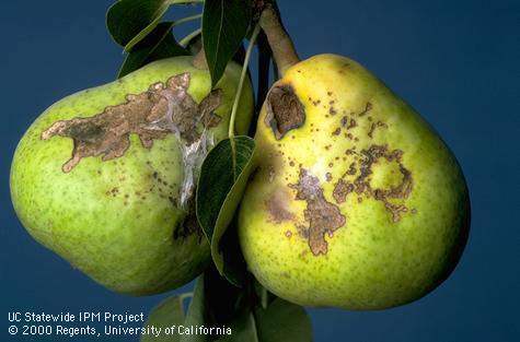 Crop damaged by obliquebanded leafroller.