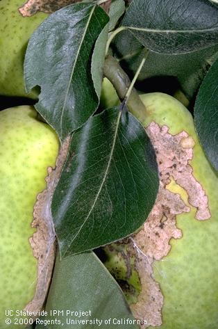 Crop damaged by obliquebanded leafroller.