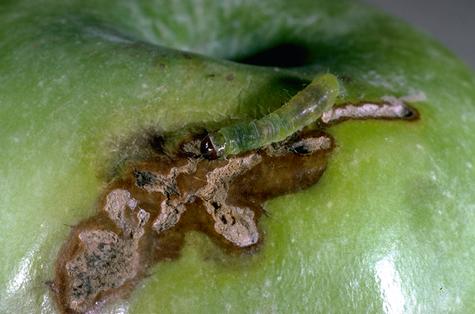 Obliquebanded leafroller, <i>Choristoneura rosaceana,</i> larva and the shallow feeding tunnel it chews on fruit skins.