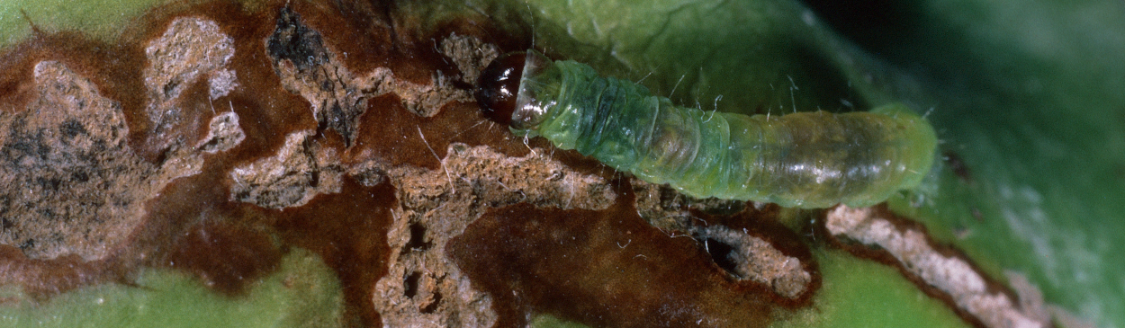 Obliquebanded leafroller, Choristoneura rosaceana, larva and the shallow feeding tunnel it chews on fruit skins.