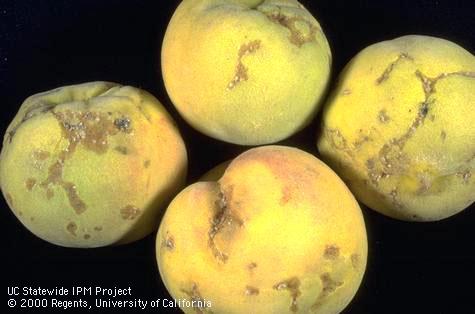 Obliquebanded leafroller damage to cling peaches.