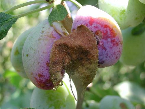 Leaf webbed to the surface of two prunes damaged by an obliquebanded leafroller larva, <I>Choristoneura rosaceana.</I>.