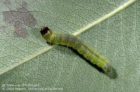 Larva of obliquebanded leafroller.