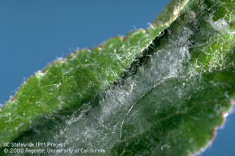 Larva of obliquebanded leafroller.