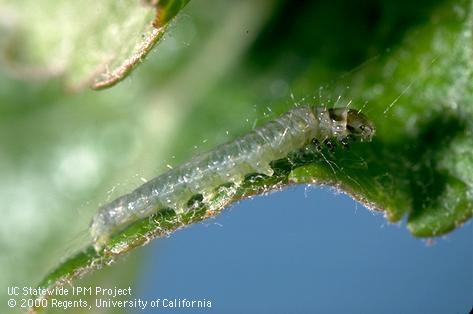 Larva of obliquebanded leafroller.