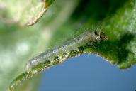 Larva of obliquebanded leafroller. 