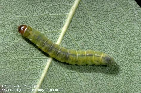 Larva of obliquebanded leafroller.