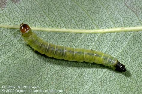 Larva of obliquebanded leafroller.