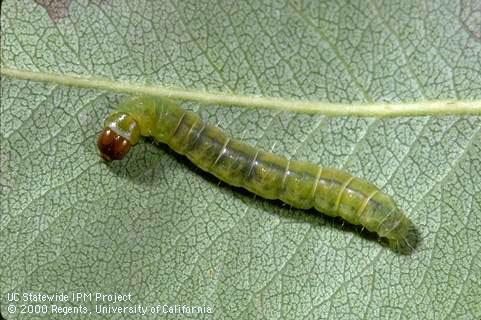 Larva (caterpillar) of obliquebanded leafroller, <i>Choristoneura rosaceana</i>.