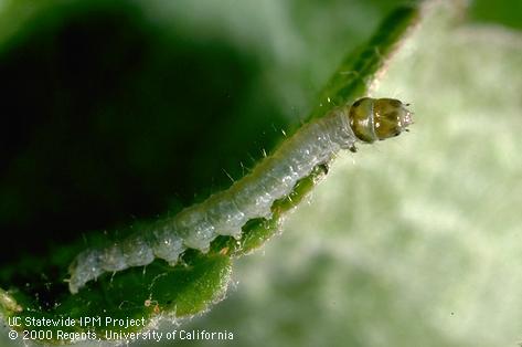 Larva of obliquebanded leafroller.