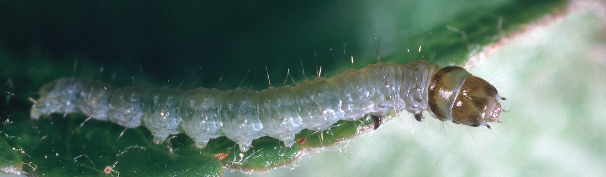 Larva of obliquebanded leafroller.