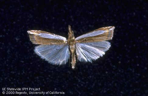 Adult silver barred lawn moth.