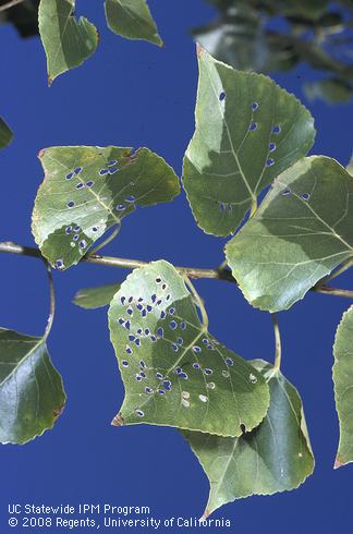 Poplar leaves damaged by the poplar shield bearer, <i>Coptodisca</i> sp.