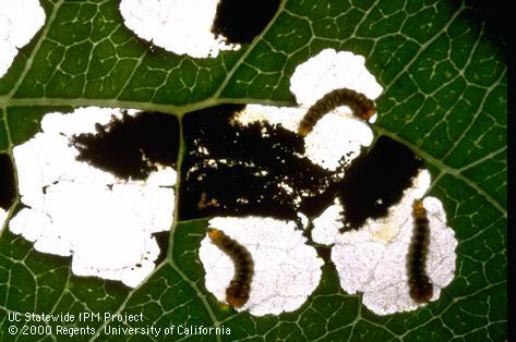 Larva of poplar shield bearer.