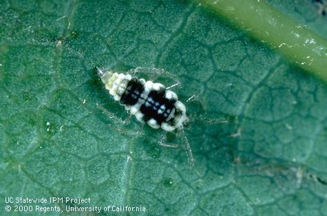 Larva of a dustywing, Conwentzia barretti, a general predator.