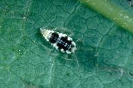 Larva of a dustywing, Conwentzia barretti