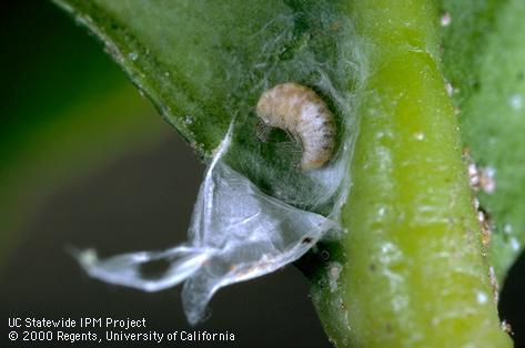 Pupa of a dustywing, Conwentzia barretti, exposed in its silken cocoon.