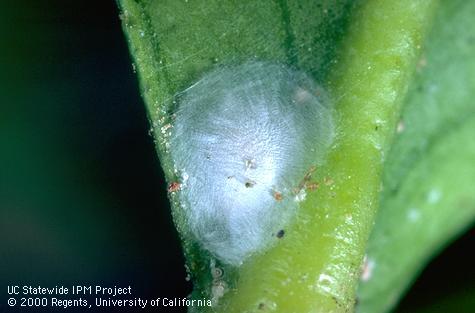 Cocoon of a dustywing, Conwentzia barretti, and its size relative to the midvein of a citrus leaf.