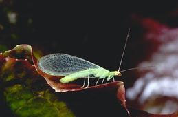 Green lacewing adult