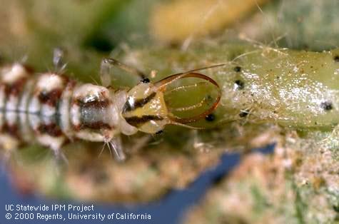 Common green lacewing larva feeding on caterpillar.