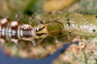 Green lacewing