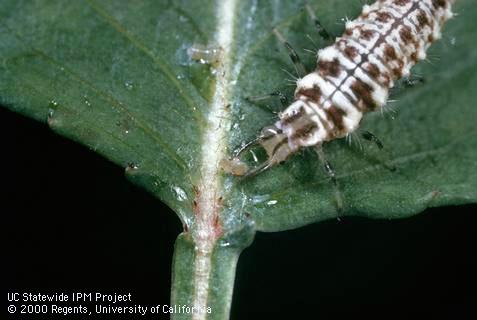 Larva of common green lacewing.