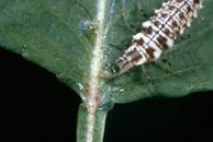 Lacewing larva