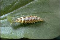 Chrysoperla carnea, green lacewing larva