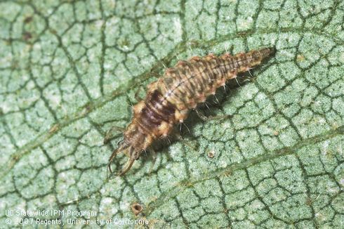 Larva of common green lacewing.