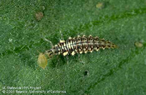 Larva of the common green lacewing, <I>Chrysoperla carnea,</I> attacking a green peach aphid.