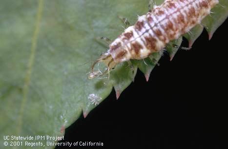 Larva of the common green lacewing, <i>Chrysoperla carnea,</i> feeding on a nymph of pear psylla, <i>Cacopsylla pyricola.</i>.