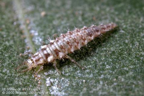 Larva of green lacewing.