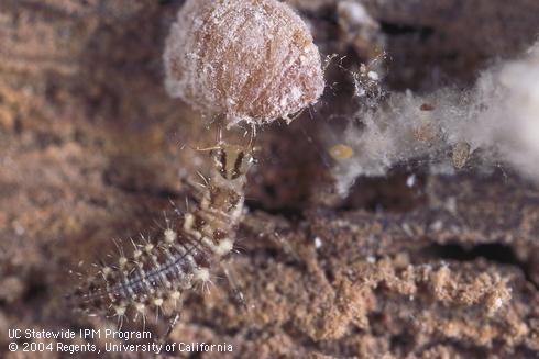 Larva of a common green lacewing, <i>Chrysoperla carnea,</i> feeding on a nymph of grape mealybug, <i>Pseudococcus maritimus.</i>.