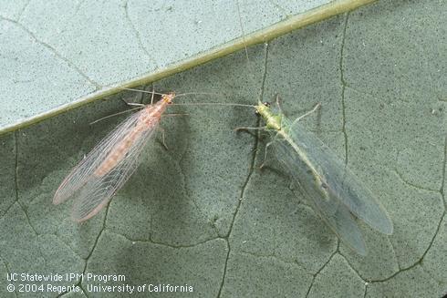 The adult green lacewing, <i>Chrysoperla carnea,</i> body is green most of the year, but overwintering adults commonly are brown (left) during fall through late winter.