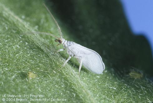 Adult dustywing, Conwentzia sp.