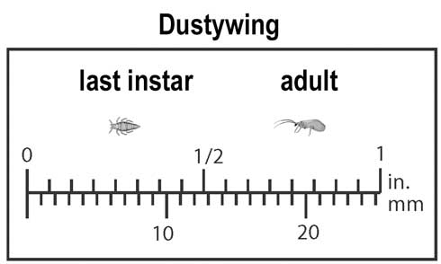 Appearance and relative size of last instar and adult dustywing, Conwentzia sp.