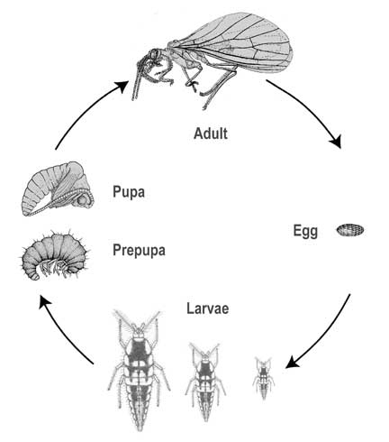 Life cycle and stages of dustywings (Coniopterygidae).