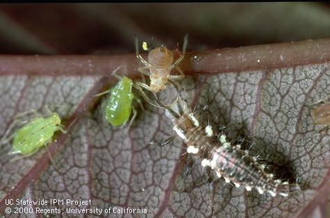 Larva of green lacewing.