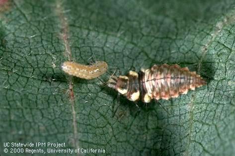 Larva of green lacewing.