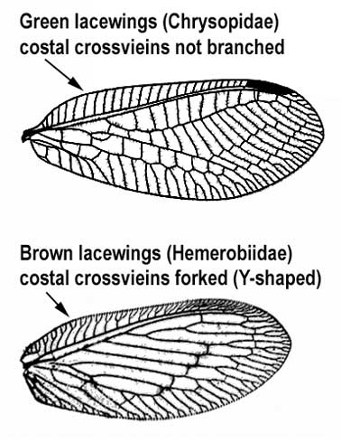 Adults of brown lacewings (Hemerobiidae) and green lacewings (Chrysopidae) are reliably distinguished by costal crossveins, the veins perpendicular to wing length and just below the upper (costal) edge of front wings. In green lacewings, such as <i>Chrysopa</i> and <i>Chrysoperla</i> spp., the costal crossveins are not forked (bifurcate, or Y-shaped). In brown lacewings, such as <i>Hemerobius</i> spp., many or all costal crossveins fork.