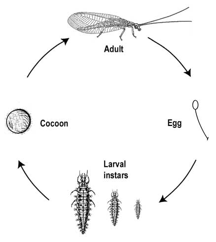 Life cycle and stages of green lacewings, <i>Chrysopa</i> and <i>Chrysoperla</i> spp.