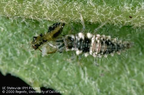 Larva of green lacewing.