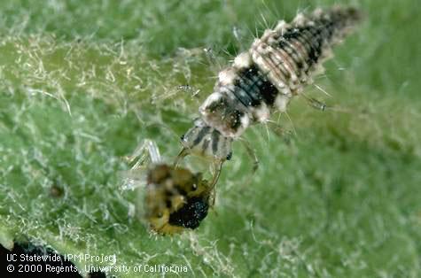 Larva of unidentified species of green lacewing (Chrysopidae) feeding on nymph of California Christmasberry tingid, <i>Corythucha incurvata.</i>.