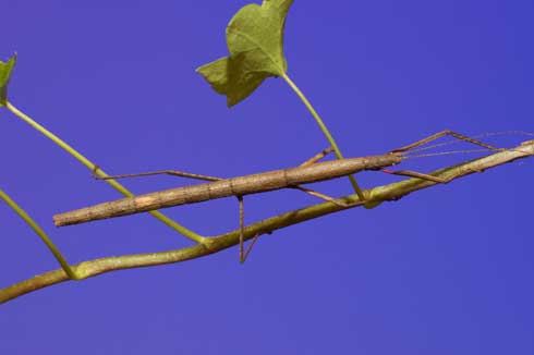 Adult Indian walking stick, <i>Carausius morosus</i>.