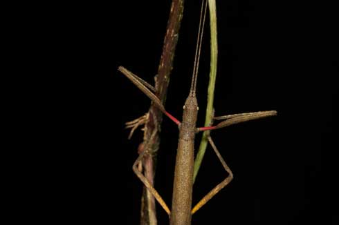 Adult Indian walking stick, <i>Carausius morosus</i>, showing red markings on forelegs.